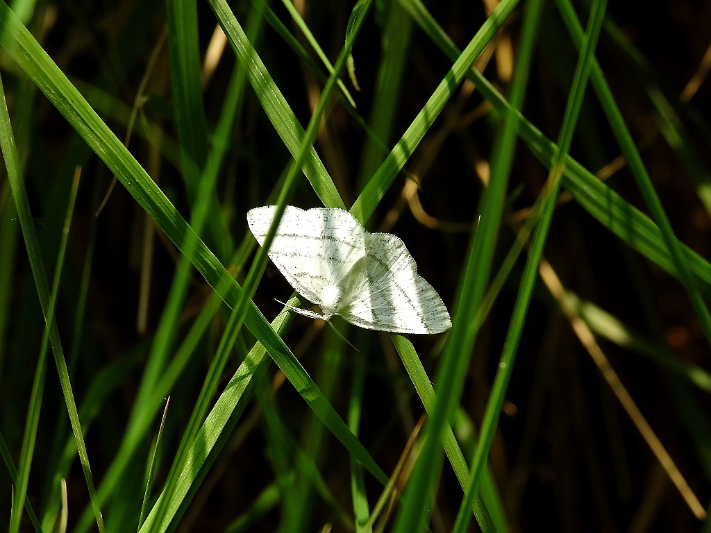 Witte Grijsbandspanner [13352] 03-jun-2017 (Gildehauser Venn, Gildehaus).jpg - Witte Grijsbandspanner [Cabera pusaria]